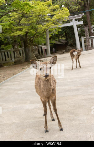 Cervi stand sulla strada per il santuario di Kasuga Taisha a Nara, Giappone. Foto Stock