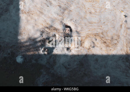 Inquinamento del fiume o lago. Feccia organico la formazione di schiuma nell'acqua. Ambiente nel concetto di pericolo. Stagno di pericolose. Foto Stock