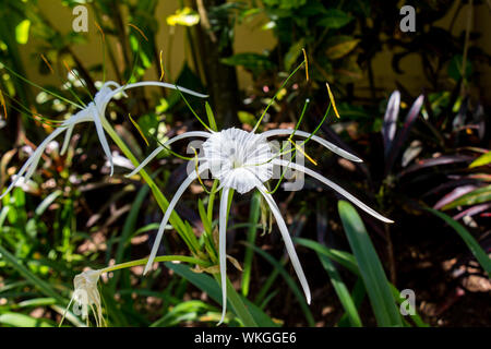 Bella bianca spider lily, Hymenocallis littoralis, con il suo distintivo lunga spindly delicati petali in crescita in un lussureggiante giardino di Bali Foto Stock