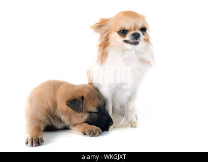 Cucciolo belga malinois sheepdog e chihuahua su sfondo bianco Foto Stock