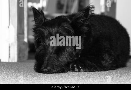 Scottish Terrier cane Foto Stock