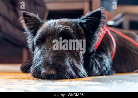 Scottish Terrier rilassante Foto Stock