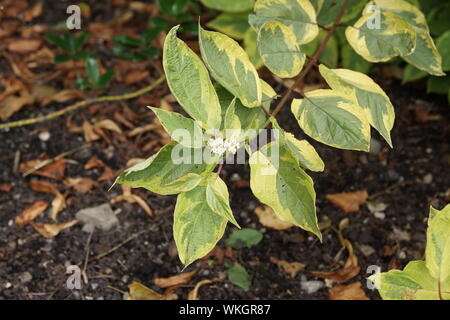 Fiori e foglie variegato di Cornus alba 'Spaethii' Foto Stock