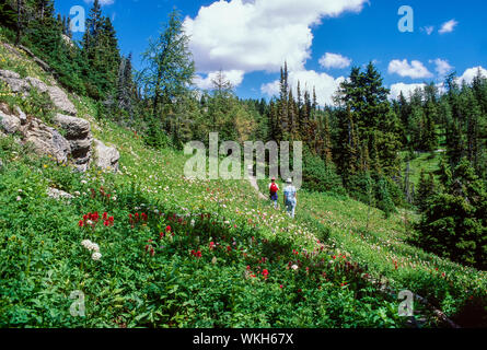 Gli escursionisti sul sentiero nel prato di fiori, Mt. Assiniboine Parco Provinciale, British Columbia, Canada Foto Stock