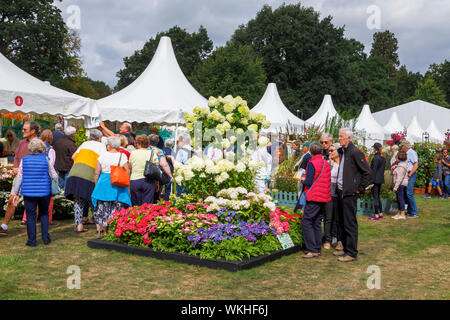 Visualizzazione dei fiori con hyderangea 'Limelight' al settembre 2019 Wisley Garden Flower Show al giardino RHS Wisley, Surrey, sud-est Inghilterra Foto Stock