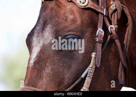 Chiudere occhio di cavallo che indossa briglia in cuoio Foto Stock
