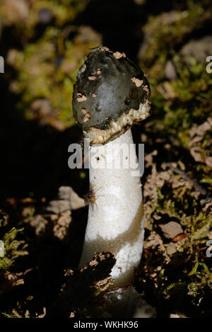 Stinkhorn comune di funghi o Phallus impudicus fallica fungo o funghi Foto Stock