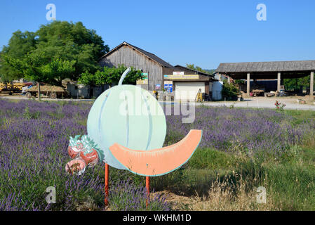Annuncio stradale o un annuncio pubblicitario per i meloni, con campo di lavanda e Azienda agricola nella valle di Inter Alpes-de-Haute-Provence Provence Francia Foto Stock