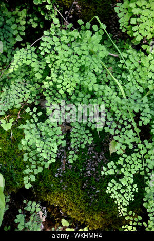 Adiantum capillus-veneris fern variamente noti come felce capelvenere, Southern felce capelvenere, nero felce capelvenere & capelli di Venere Fern Foto Stock