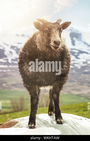 Carino agnello giocando in una fattoria in islandese montagne Foto Stock