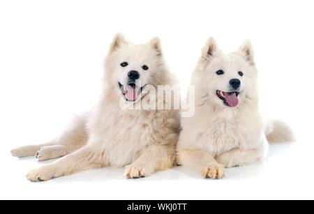 Due Samoyeds davanti a uno sfondo bianco Foto Stock