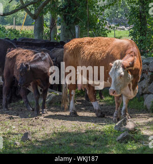 Madre di mucca e vitello con allevamento in Nuova Inghilterra riparo dal sole sotto gli alberi sul pomeriggio estivo Foto Stock