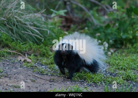 Skunk con il bianco e il nero lo sniffing di pelliccia aria nel giardino orlo Foto Stock