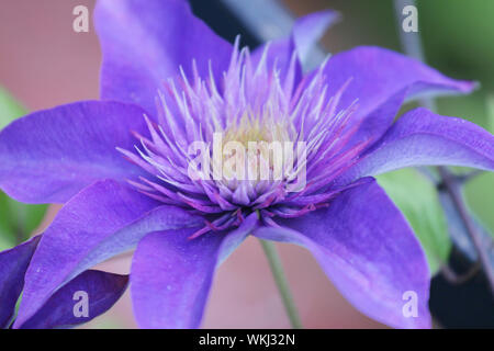 Grande la clematide bloom Foto Stock