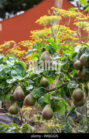 Spalliera ESPALIERED Pear Tree "Beurre Hardy' (Pyrus communis "Beurre Hardy ") addestrati a spalliera crescente maturazione in una cucina estiva giardino Foto Stock