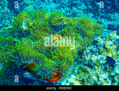 Coral reef sfondo subacqueo, clown pesce nuotare nei pressi di colorati coralli, abstract sfondo naturale, splendida fauna selvatica, meravigliosa natura dell India Foto Stock