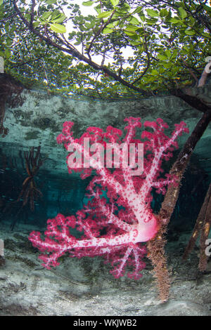 La vibrante coralli molli, Dendronephthya sp., prosperare in un acqua blu la foresta di mangrovie in mezzo alle isole remote di Raja Ampat, Indonesia. Foto Stock