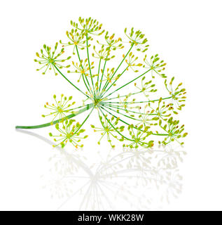 Fiore di aneto isolato su bianco Foto Stock
