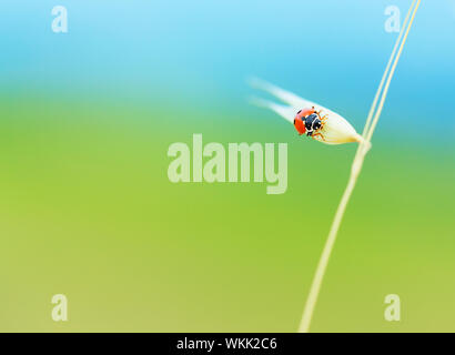 Carino coccinella seduta sul grano spike su abstract blu e sfondo verde, natura selvaggia della campagna, estate concept Foto Stock