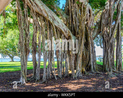 Alberi Banyon tropical Indian fig tree Ficus benghalensis in Bayfront Park sul lungomare di Sarasota Florida Foto Stock
