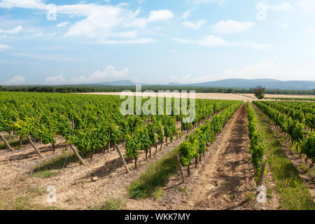 Paesaggio di vigneti. Campagna francese valley Foto Stock