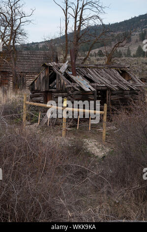 Questo old homestead pioneer home è in rovina con l'età. Un albero è in crescita al di fuori del tetto. Paesaggio di campagna con i cardi in primo piano, Washington. Foto Stock