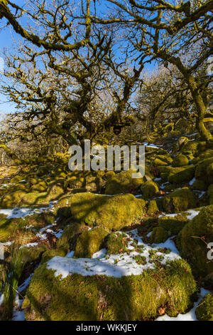 Antichi boschi a Wistman il legno, il parco nazionale di Dartmoor. Foto Stock