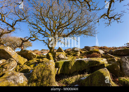 Antichi boschi a Wistman il legno, il parco nazionale di Dartmoor. Foto Stock