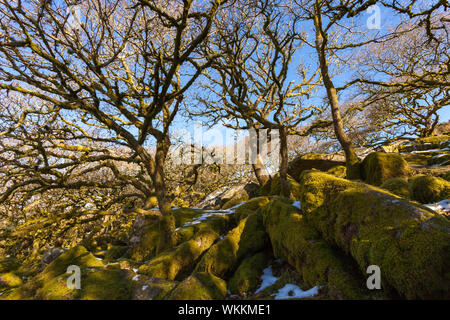 Antichi boschi a Wistman il legno, il parco nazionale di Dartmoor. Foto Stock