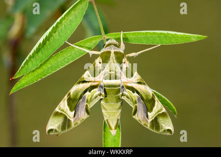 Oleandro Hawk-moth - Daphnis nerii, bella falena colorati da foreste europee e dei boschi, la Turchia. Foto Stock