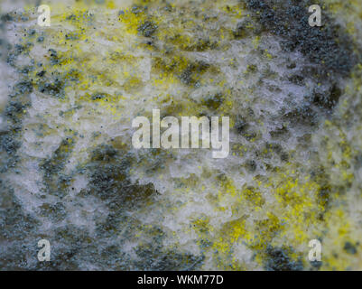 Vicino la consistenza del pane crescente stampo (Rhizopus). Foto Stock