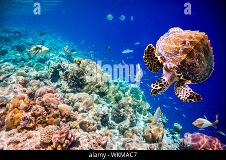 Tartaruga embricata - Eretmochelys imbricata galleggianti sotto l'acqua. Maldive Oceano Indiano Coral reef. Foto Stock