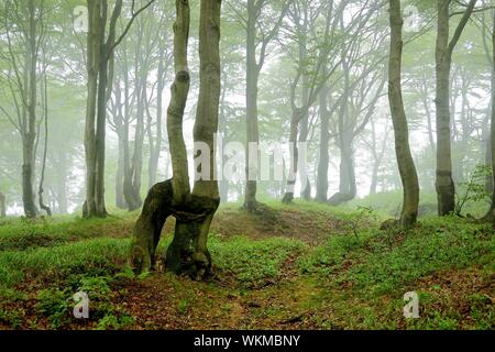 Quasi naturale foresta di faggio (Fagus) con alberi sovradimensionate, tronchi di alberi nella nebbia, Monti Metalliferi, Repubblica Ceca Foto Stock