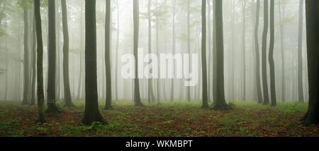 Panorama, foresta di faggio (Fagus) all'inizio dell'autunno, nebbia fitta, Eastern Harz, vicino Wippra, Sassonia-Anhalt, Germania Foto Stock