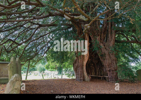 Antico albero di Yew nel sagrato della chiesa di San Bartolomeo chiesa, molto Marcle, Herefordshire, Inghilterra Foto Stock