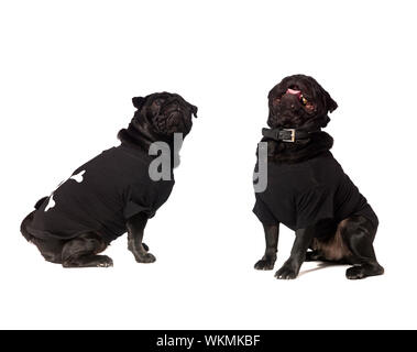 Due cani con vestiti isolato su bianco Foto Stock