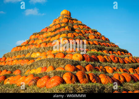 Zucche, costruito come una piramide, in corrispondenza di una fattoria vicino a Dingden, Westmünsterland, Germania Foto Stock