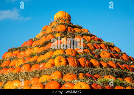 Zucche, costruito come una piramide, in corrispondenza di una fattoria vicino a Dingden, Westmünsterland, Germania Foto Stock