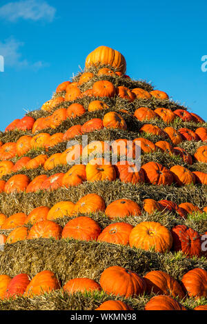 Zucche, costruito come una piramide, in corrispondenza di una fattoria vicino a Dingden, Westmünsterland, Germania Foto Stock