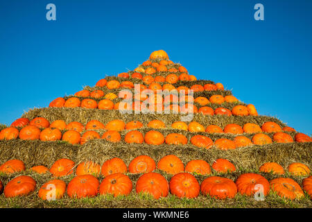 Zucche, costruito come una piramide, in corrispondenza di una fattoria vicino a Dingden, Westmünsterland, Germania Foto Stock