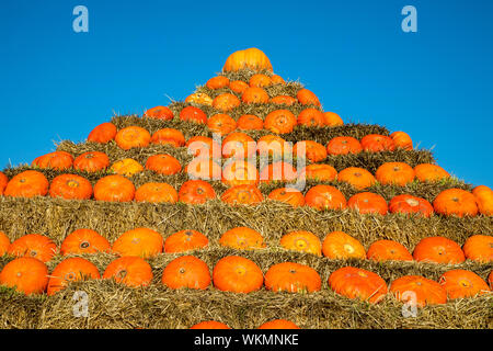 Zucche, costruito come una piramide, in corrispondenza di una fattoria vicino a Dingden, Westmünsterland, Germania Foto Stock