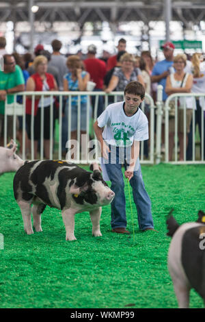 DES MOINES, IA /STATI UNITI D'America - 10 agosto: Unidentified teenager di esercizio e che mostra suina alla Iowa State Fair il 10 agosto 2014 a Des Moines, Iowa, USA. Foto Stock