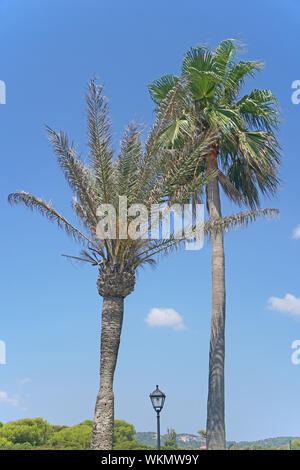 Palme e un lampost contro un cielo blu Foto Stock