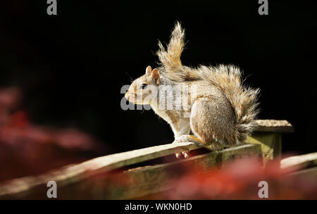 Close up di un Orientale scoiattolo grigio seduto su una staccionata in legno, UK. Foto Stock