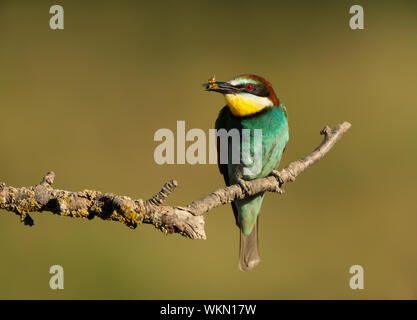 Close up della Comunità Gruccione (Merops apiaster) con un'ape nel becco. Foto Stock