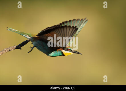 Close up di un Europeo Gruccione (Merops apiaster) in volo. Foto Stock