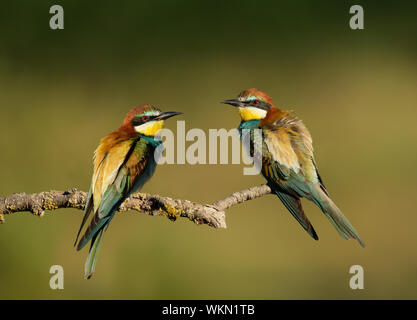 In prossimità delle due comunità i gruccioni (Merops apiaster) con piume soffiato appollaiate su un ramo. Foto Stock