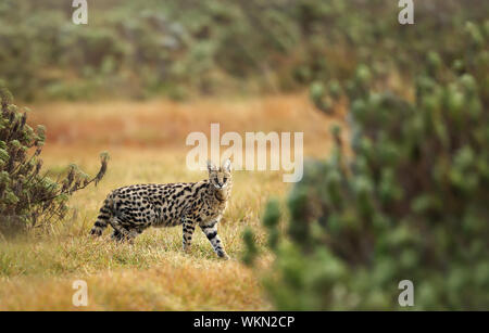 Serval cat (Leptailurus serval) nelle praterie Gaysay, Etiopia. Foto Stock