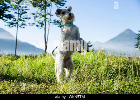 Grigio piccolo cane jumping e sorridente nel campo di sunrise Foto Stock