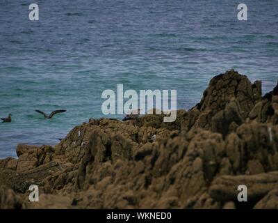 Une mouette marron posée sur onu rocher et deux autres se baignant dans l'océan , un la plage de plouguerneau , altantique , Bretagne Foto Stock